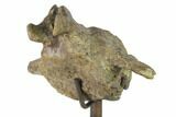 8.5" Ankylosaur (Denversaurus) Caudal Vertebra - Montana - #132009-2